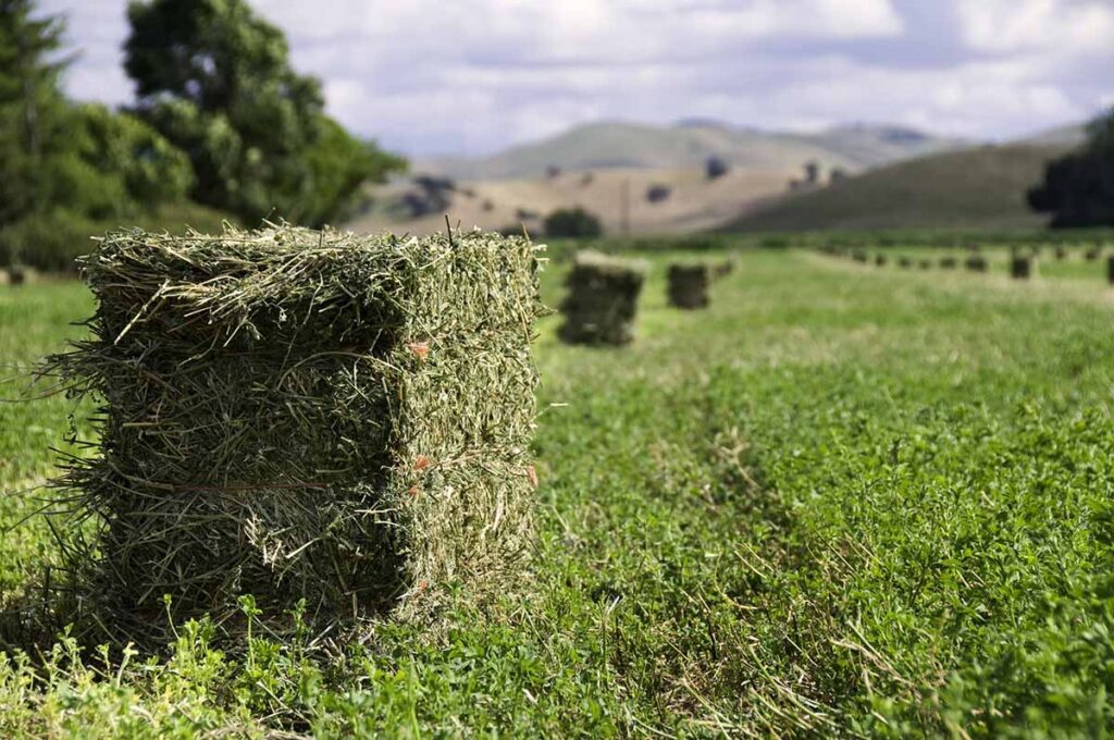 Alfalfa