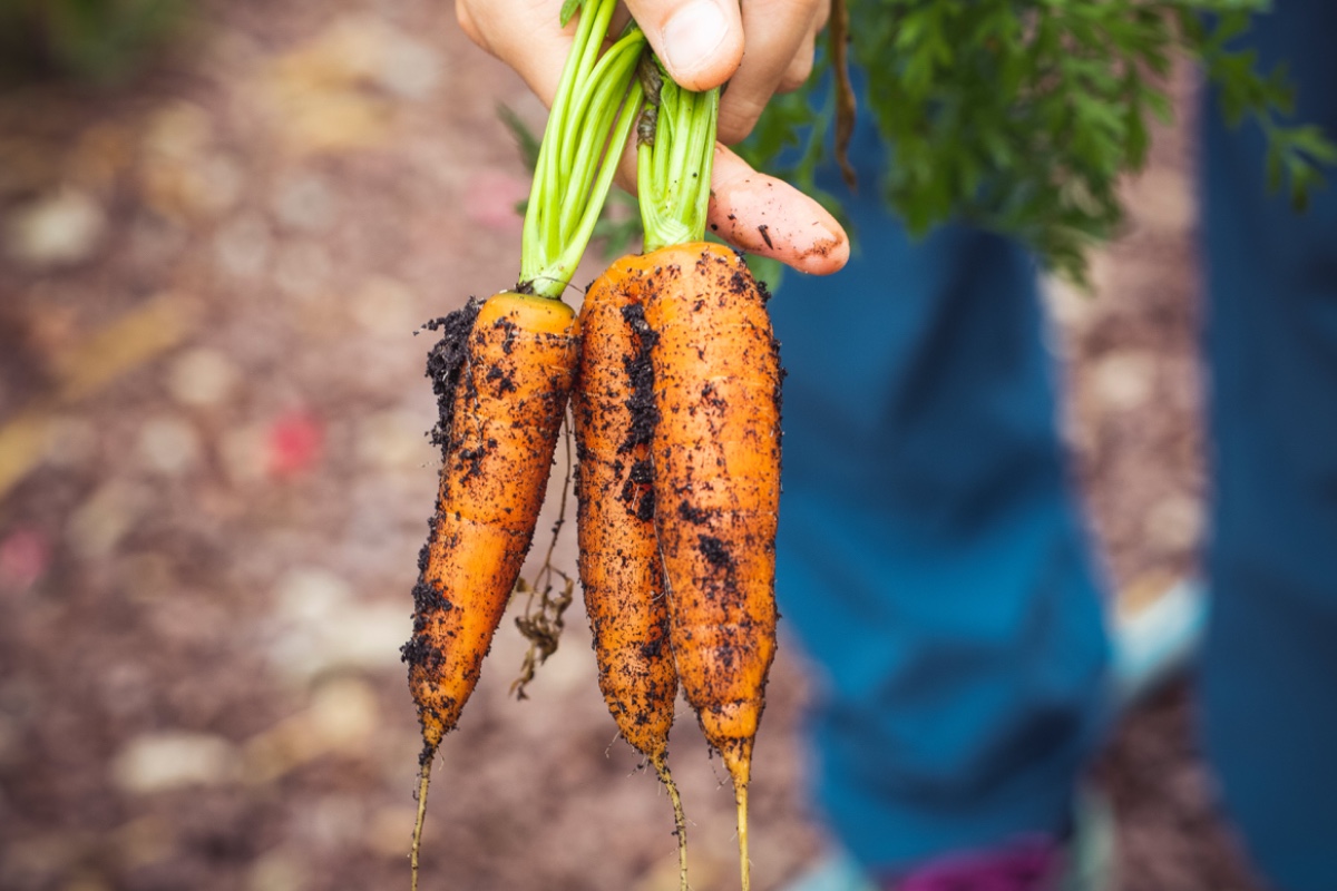 Bifox: Discover The New Paradigm For Plant Nutrition